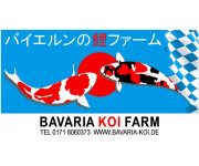 Bavaria Koi